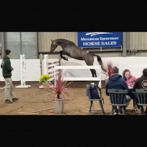 Exciting 3yr old 16.1hh filly prospect €8,500