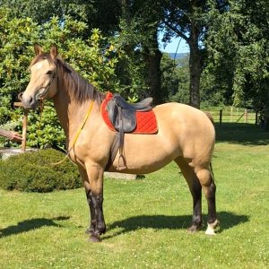 Super sweet 15.3hh Normandy Cob X €8,500