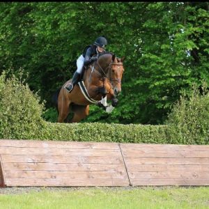 Super smart 6yo ISH event prospect €17,500