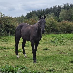 Super model, 16.2hh Unbroken 3 year old €6,600