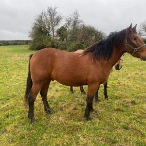 Super Unbroken 16hh 3 year old TIH €5,500