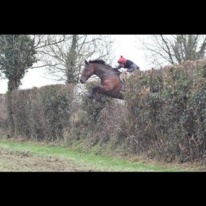 Super Allrounder/Hunter 16.3hh 8yo €16,500