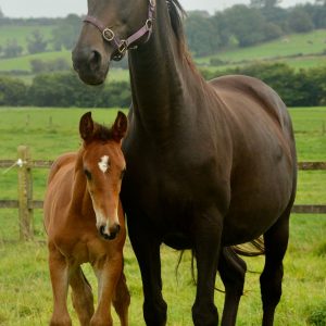 Colt foal to make an exceptional horse €8,800