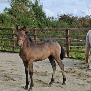 Exceptional Full Connemara Colt foal €2,800