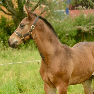 Exceptional Colt foal born June 25 €5,500
