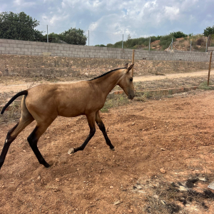 Stunning Buckskin PRE Colt foal €7,500