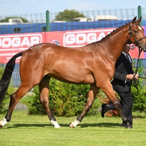 Cracking looking 2 year old that has got it all !! £11,000