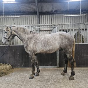 Smashing 16.2hh Unbroken 4yo ID €7,000