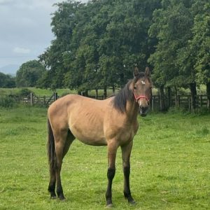 Cracking Dun yearling ISH Colt €4,000