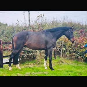 Lovely 4yo 16.2hh ISH to produce on  €11,500